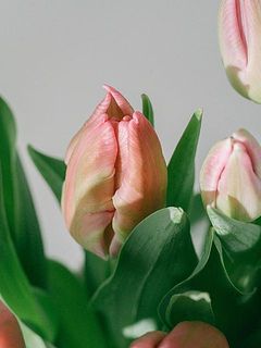 濃淡さまざまなピンク、さまざまな形のチューリップが楽しめます。