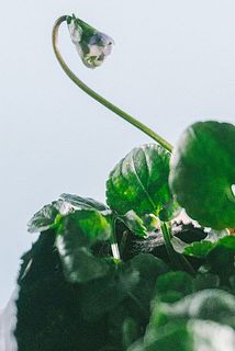 小さな蕾から次々とお花が咲きます。