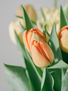 硬いつぼみの状態で届くものも。だんだんと色づいていく様子も楽しめます。