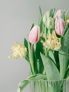 たっぷり14〜15本。届くチューリップはおまかせとなるため、商品ページ内の写真と異なるイメージのものが届く場合がございます。