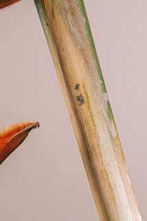 一部変色や傷がございます。