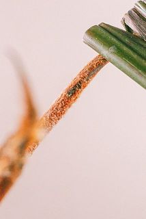 スレなどある場合がございます。