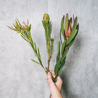 リューカデンドロンはこの中からひとつお届けします。その他、何かがおまけに1本入っていることも。