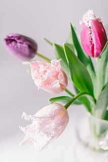 花びらのギザギザがおしゃれなフリンジ咲きです。