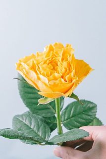 マンゴーリーバ