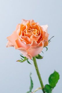 カルピディーム