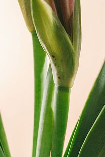 傷や汚れが付着している場合がございます。