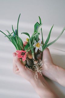 今回発送分からチューリップが必ず入ります🌷