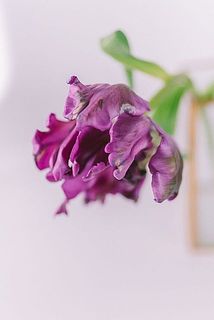 咲いてくると羽のような優雅な姿に✨