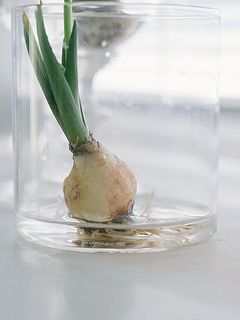 水の量は根がつかるくらいでOK。カラカラに乾燥しないようにだけご注意ください。