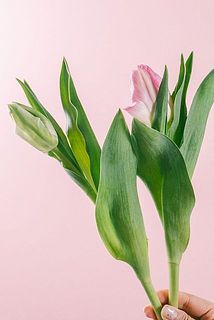 大きさや色味には個体差がございます。