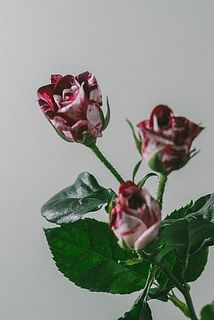 マーブル模様が美しい✨