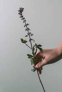 30cmほどの短いハーブが入っています。