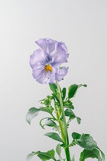 花付きには個体差がございます。