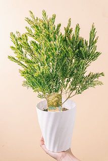 大きさや形には個体差がございます。