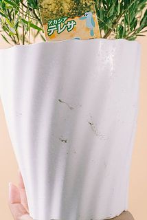 鉢に汚れがある場合がございます。優しく拭き取ってください。