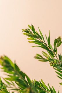 一部、葉に傷や茶色く変色している場合がございます