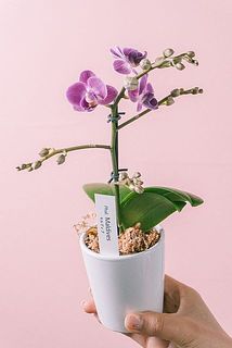 花つきや形には個体差がございます。