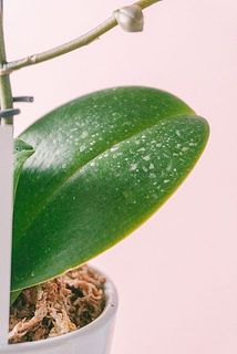 カルキ跡がついていることも。気になる場合は濡れたふきんなどで優しく拭き取ってください。