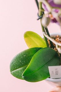 葉が黄色く変色している場合がございます。