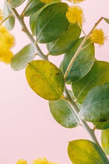 葉っぱは傷や切れ込みが入っていることがございます。