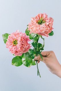 色味や大きさには個体差がございます。