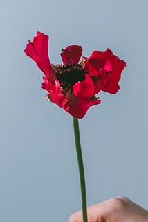 奇形が入っていることがございます。個性としてお楽しみください。