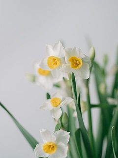 甘い香りが魅力のスイセン。