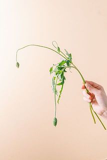 水が下がって元気がない場合がございます。紙に巻いて水揚げを行ってみて。