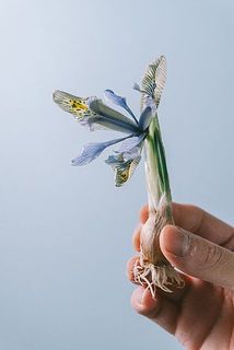 アイリス「キャサリンホジキン」