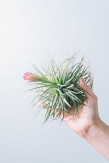 咲き方やサイズには個体差がございます