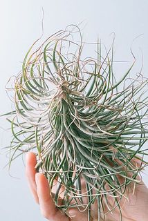 茶色い糸のようなものは根っこです。