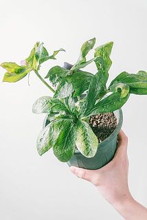 葉が一部黄色っぽくなっている場合がございます。