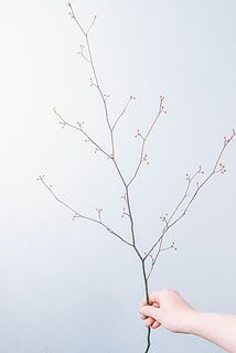 枝ぶりには個体差がございます。