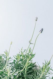 小さな花がついています🪻