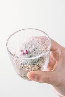 品種はお任せになります