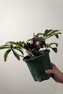 花付きや形には個体差があります。