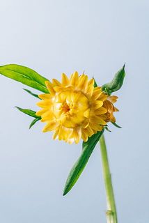 開花が楽しみ😊