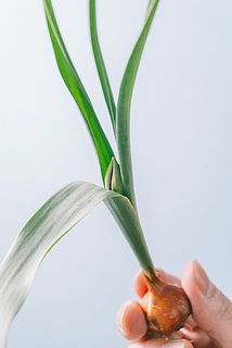 葉が垂れて届く場合がございます。気になる場合は切り取ってください