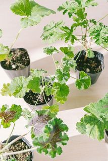 品種はおまかせになります。