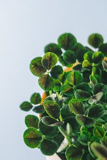 四葉のクローバーがいるかも👀🍀