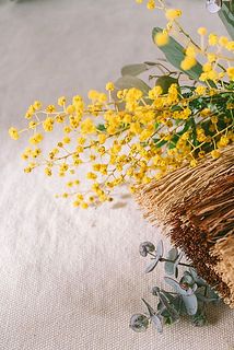 ミモザはドライの状態でお届けします。