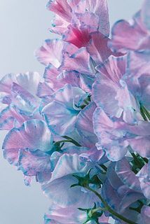 グラデーションが美しい😍