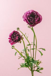 大きさには色味には個体差がございます。