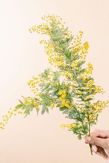 ミモザは花付きや枝ぶりに個体差があります。ご了承ください。