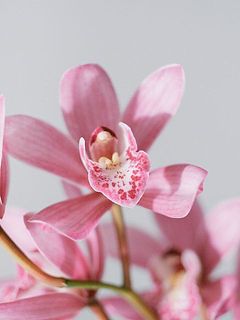 全国のお母さんに「ありがとう」を届けたいと願い、名付けられました。