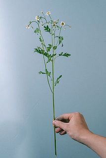 枝分かれしています。水下がりしている葉っぱは取り除きましょう。