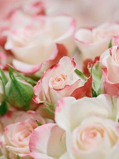 花びらにちょこっと入った濃いピンクが魅力。