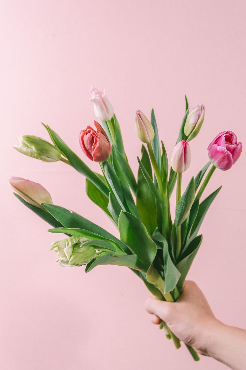 ピンクアソート「チューリップ」
