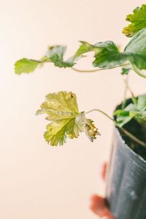 一部、葉が黄色く変色している場合がございます。気になる方はお取りください。